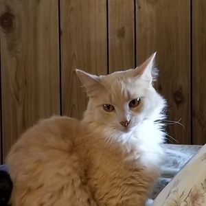 Meet your Posher, Carlene